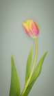 USA- Washington State- Seabeck. Red and yellow tulip in bloom. Art Print